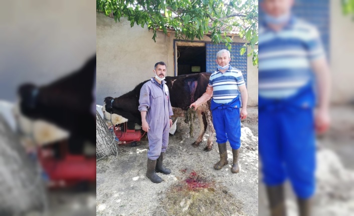 Beslenme güçlüğü çeken ineğin karnından 2 kilo ağırlığında urgan çıktı