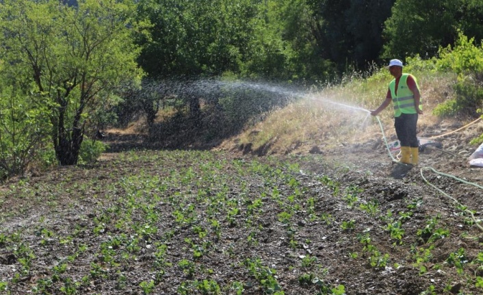 Çilek fidesi üretimine başlandı