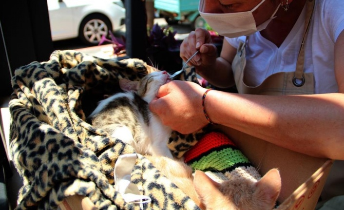 Çöp kovasından ölümden kurtardıkları yavru kedilerle bebek gibi ilgileniyorlar