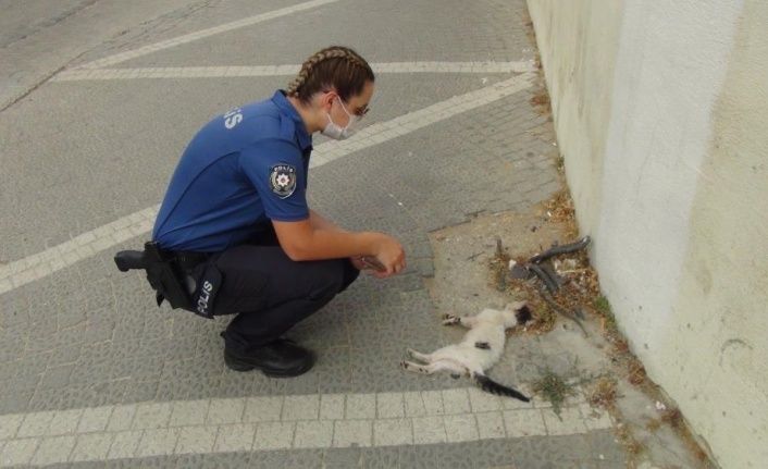 Kadın polis, bir aracın çarpıp kaçtığı yavru kedinin başından dakikalarca ayrılamadı