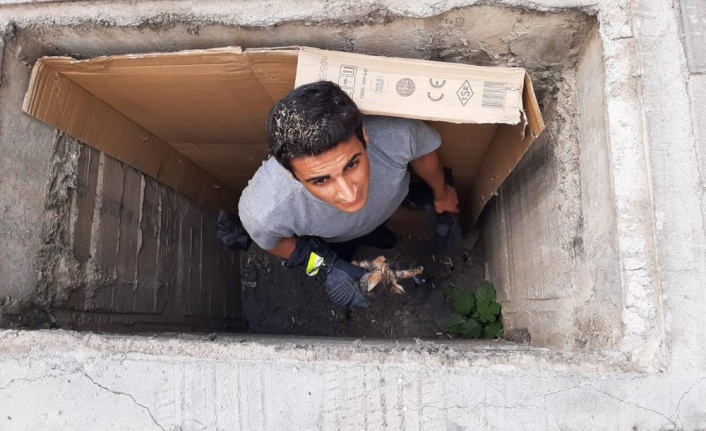 Yağmur suyu rögarında mahsur kalan yavru kedi kurtarıldı