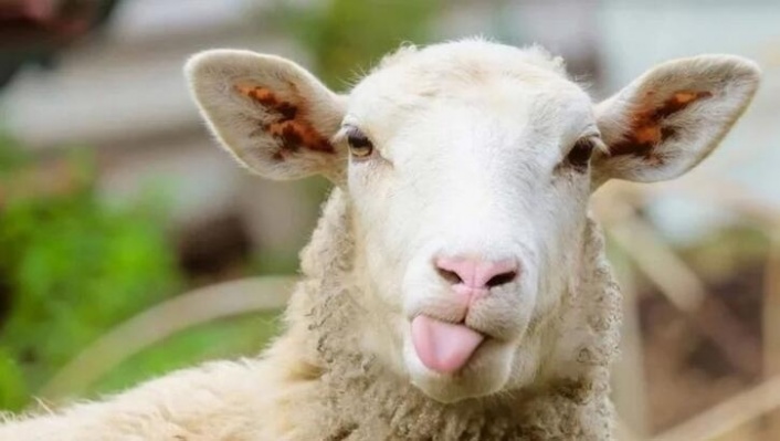 Alanya'da 35 bin kurban kesildi