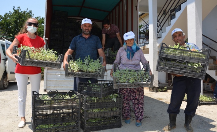 Büyükşehir Alanyalı üreticilere  5 bin adaçayı fidesi hibe etti
