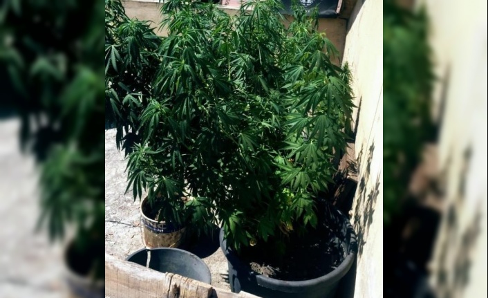 Evinin çatısını uyuşturucu tarlasına çevirdi, yakalandı