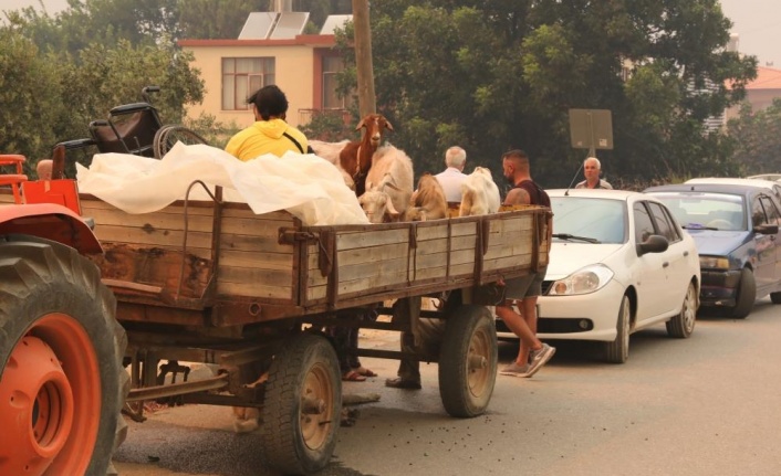 Hayvanlarını yangından traktöre yükleyerek kaçırdılar