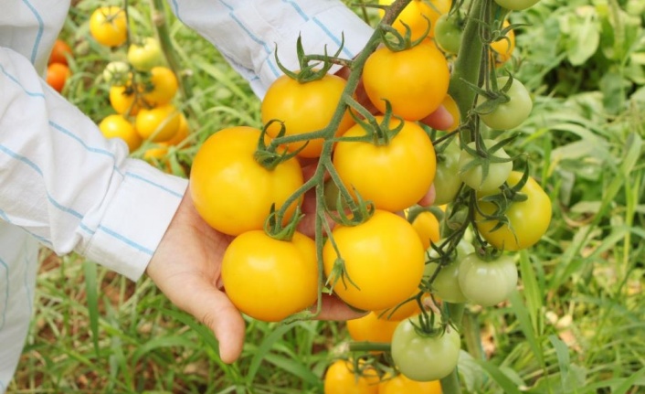 Sel ve su baskınına dayanıklı domates çeşidi geliştiriliyor