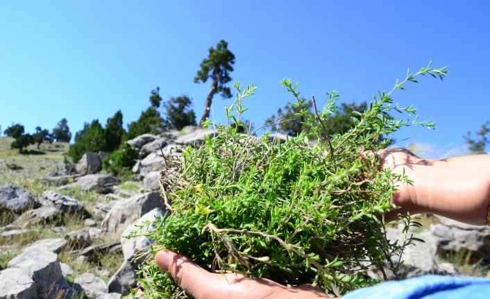 Toros Dağları'nda yetişiyor! Her derde deva