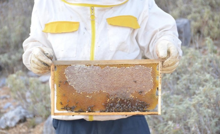 2 bin metrede kovanından çıkmadan satılıyor, kilogramı 150 TL den alıcı buluyor