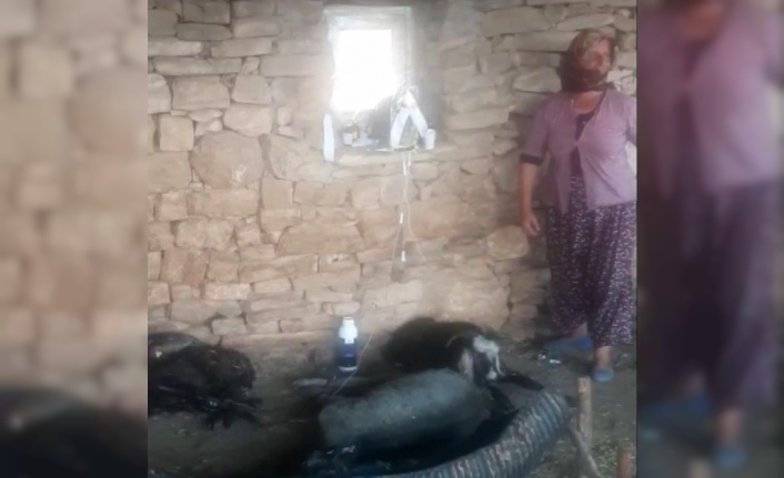 6 gün alevlerin arasında mahsur kalan keçi, kurtarıldıktan sonra litrelerce suyu kana kana içti