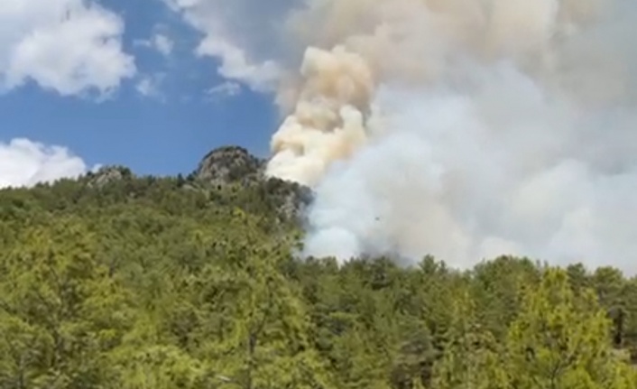 Alanya'da yine orman yangını başladı