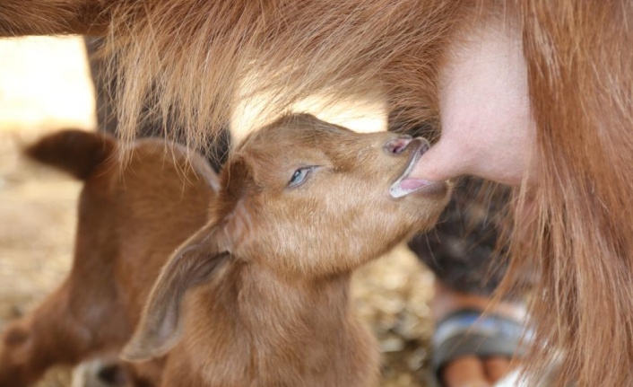 Alevlerin arasında doğan ve annesini kaybeden oğlağa sütanne şefkati