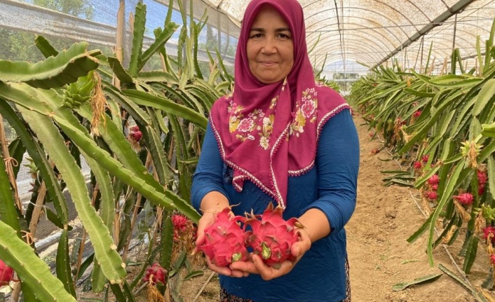 Girişimci ev hanımı iki yılda ürettiği ejder meyvesi ile yurt dışına açıldı