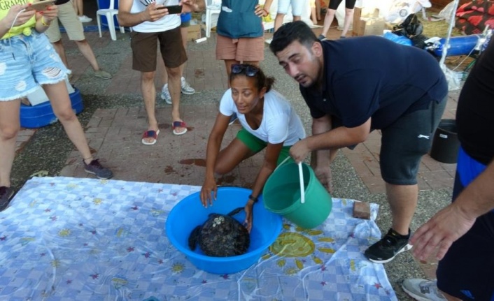 Önceki gün ölen caretta başında ağlamıştı, bugün hayata tutunan caretta başında sevinçten ağladı