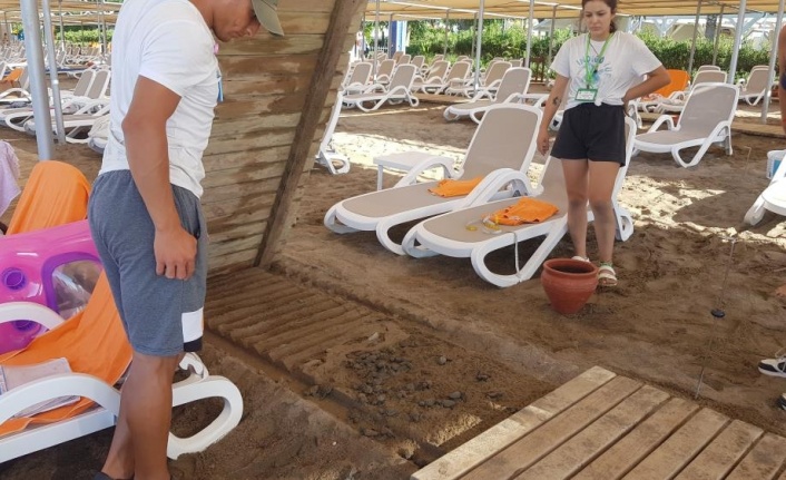 Onlarca yavru caretta, sahildeki yürüme yolu altında telef oldu