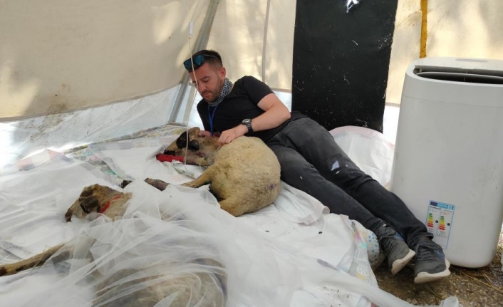 Orman yangınında yaralanan hayvanlara klasik müzik ile psikolojik tedavi