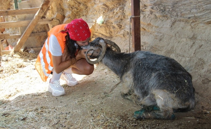 Yangın onlarıda çok etkiledi!   Yavrusunu kaybetti, yemeden içmeden kesildi...