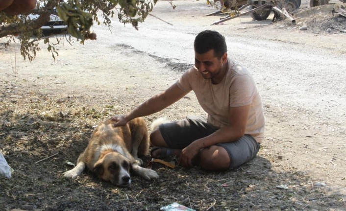Yangında kaybolan köpeği 4 gün sonra geri geldi, gözlerine inanamadı