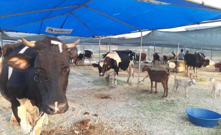 Yangında zarar gören çiftçiye yem ve saman dağıtılıyor