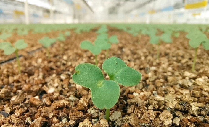 3 milyon tohum toprakla buluştu