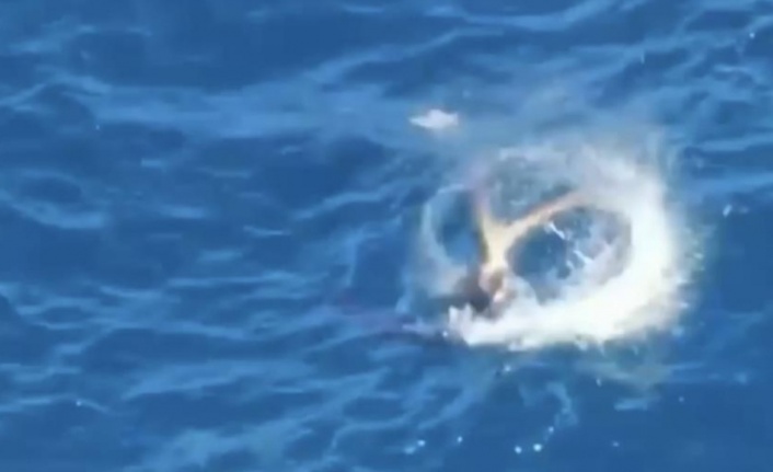 Akdeniz fokunun ahtapot avı kameraya yansıdı