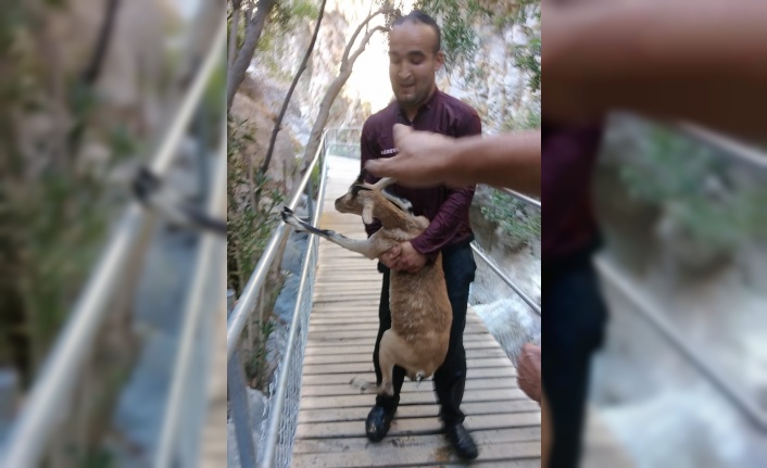 Alanya'da kurtarmaya çalıştığı dağ keçisi ile birlikte gölete düştü