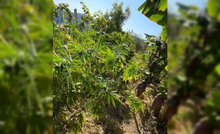 Alanya'da muz ağaçları ile perdelenen uyuşturucu ekiplerin gözünden kaçmadı