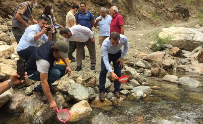Alara Çayı'na 4 bin adet kırmızı benekli alabalık bırakıldı