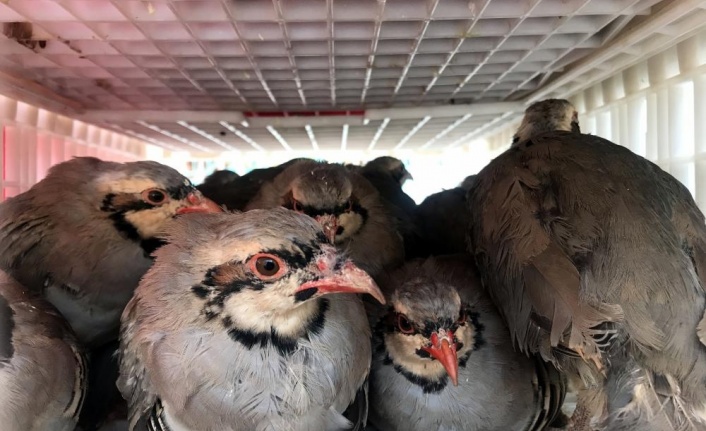 640 mahallesinde 18 bin kınalı keklik doğaya salınıyor