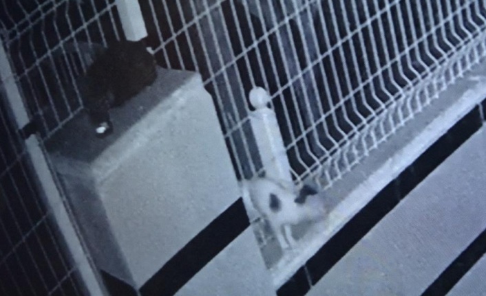 Ayağı bahçe teline sıkışan yavru kedi 9 saat boyunca kurtarılmayı bekledi