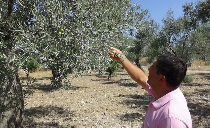 Kuraklık alarmı...'Zeytinde az su isteyen yerli çeşitler tercih etmeliyiz'