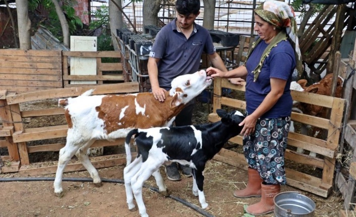 Prematüre doğan buzağını evine aldı, biberonla besleyip altını bezledi
