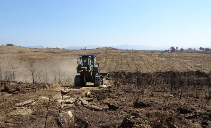 Yanan ormanlık alanlar iş makineleri tarafından dikime hazırlanıyor