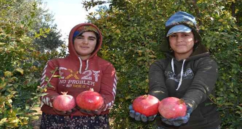 129 kilometre uzaktan nar hasadına geliyorlar