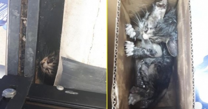 Alanya’da su borusuna sıkışan yavru kedi kurtarıldı