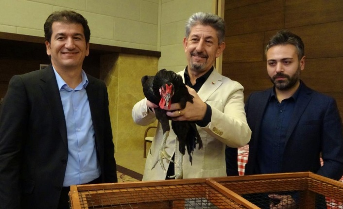 Gerze tavuğu YÖREX'e damga vurdu