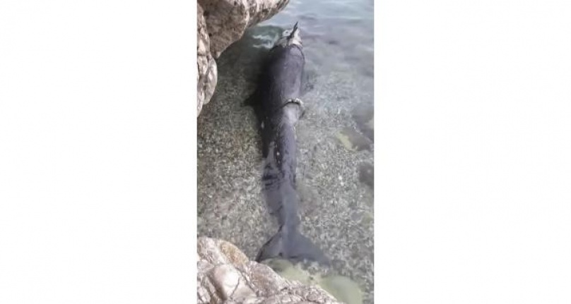 Kıyıya yalancı katil balina ölüsü vurdu