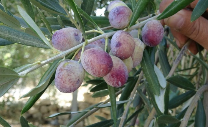 Kuraklık zeytinde rekolteyi düşürdü, kaliteyi etkilemedi