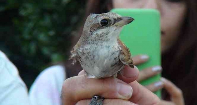 Üniversiteli gençler, doğada kuşların yaşamını öğrenmek için bir araya geldi