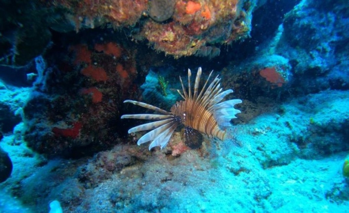Akdeniz’i istila eden balık türü sayısı, 66’ya yükseldi