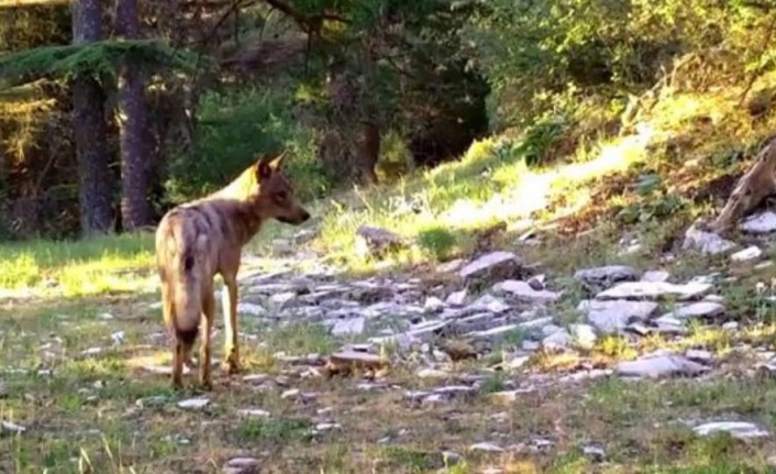 Akdeniz’in yaban hayatı fotokapan görüntülerine yansıdı