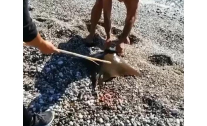 Balık tutan bir kişinin oltasına vatoz balığı takıldı