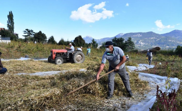 Çandır fasulyesinin hasatı tamamlandı
