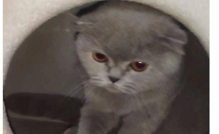 Çilingirle girdikleri evden kediyi bile çaldılar