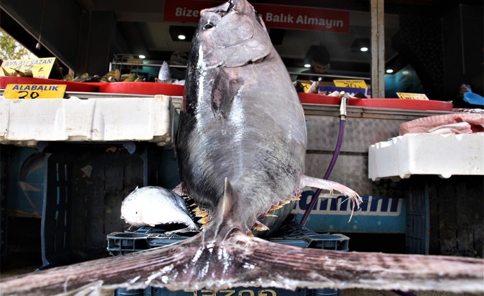 Dev orkinos görenleri hayretler içinde bıraktı