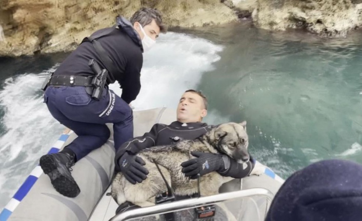 Falezlerde mahsur kalan köpek deniz polisinin 'film gibi' operasyonuyla kurtarıldı