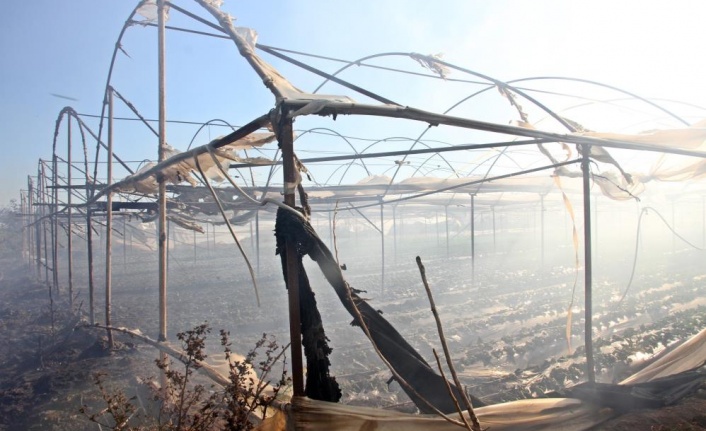 Havadan ve karadan müdahale edilen yangında çilek seraları zarar gördü