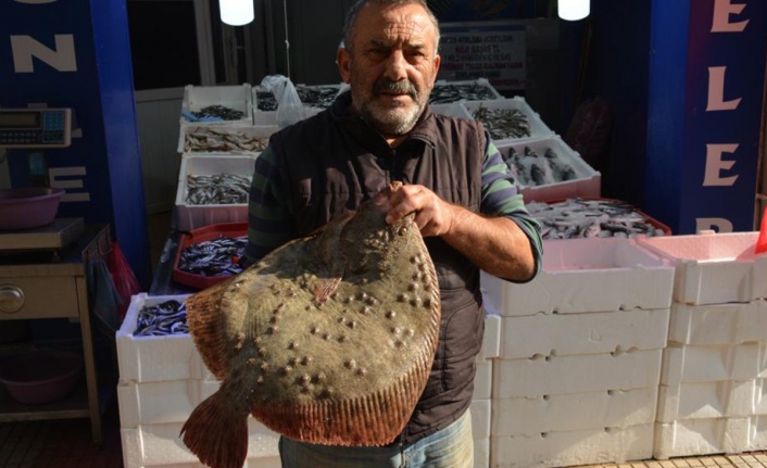 Kalkan balığı altınla yarışıyor: Kilosu 250 lira