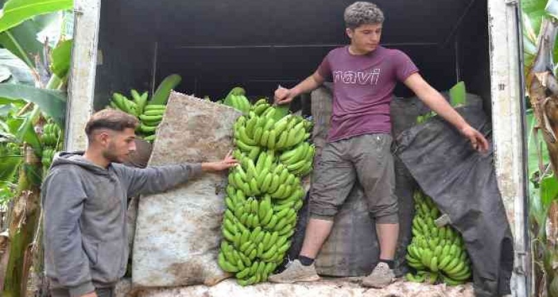 Kuaförlük kazancıyla yaptırdığı muz serasından yıllık 250 ton ürün bekliyor