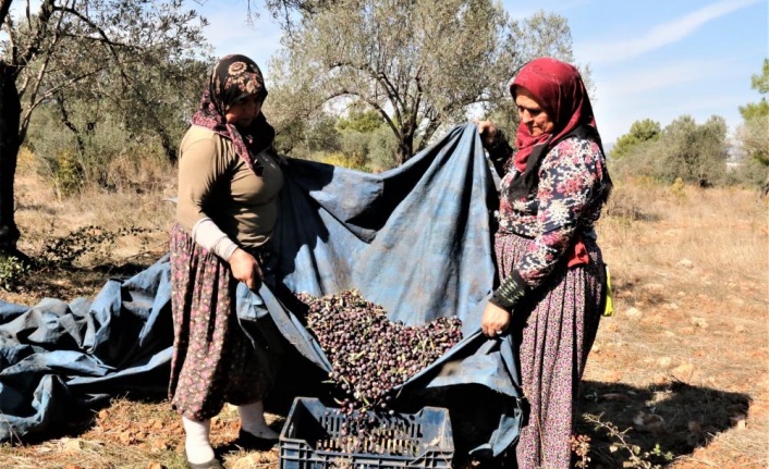 Mevsim kayması yeşil zeytini vurdu
