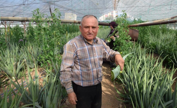 Sebzeden yeterli parayı kazanamayınca serasında aloe veraya yöneldi